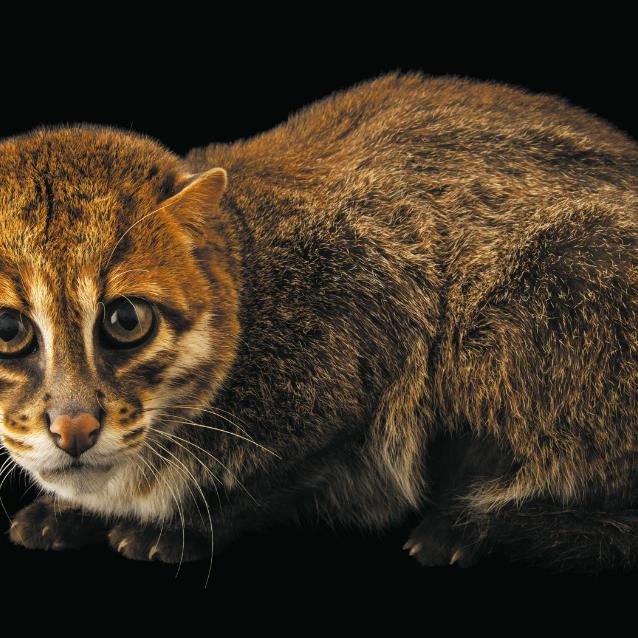 Kotek kusy (Prionailurus planiceps) został ponownie odnaleziony w 1995 roku.