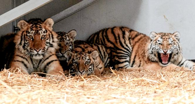 Tygrysy uratowane spod Kijowa już są w poznańskim zoo.