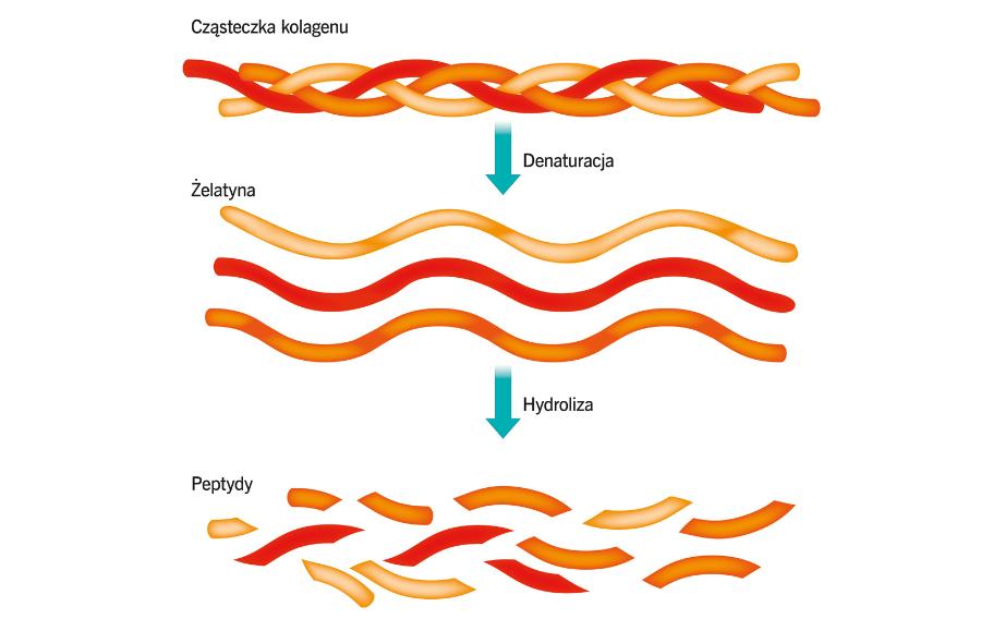 Hydroliza i koagulacja kolagenu.