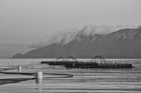 Hodowla odbywa się w tzw. marach, czyli klatkach na wodzie.