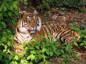Tygrys sumatrzański. Ma tak piękne i miękkie futro, że już dawno temu stało się ono najdroższym futrem świata. M.in. z tego powodu niemal wytrzebiony. W warunkach naturalnych żyje już tylko od 250 do 500 osobników. Chroniony wszelkimi konwencjami.