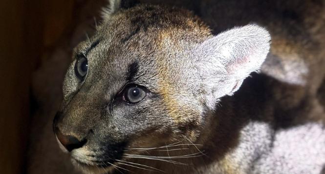 Puma spod Koszalina