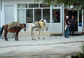 Koń to wciąż podstawowy środek transportu w Gorze.