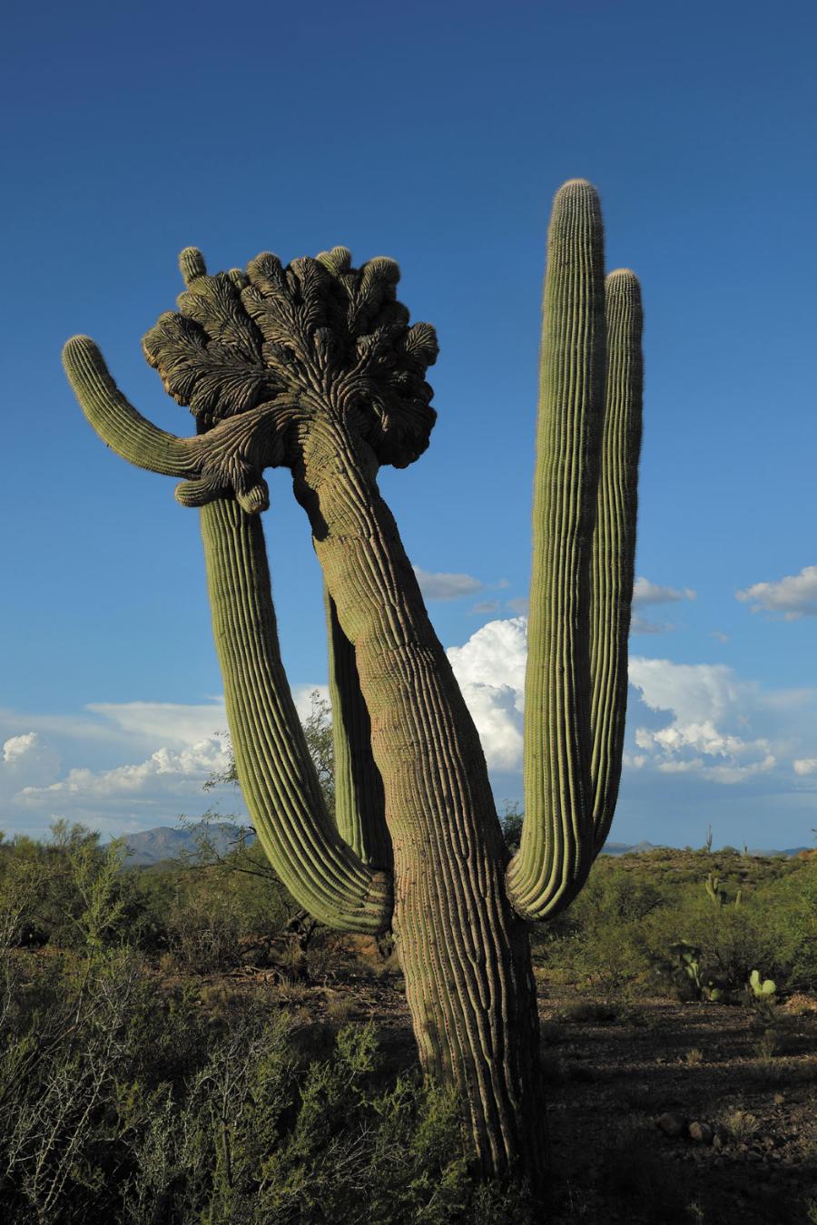 Na Szczycie kolumnowych pędów kaktusów saguaro mogą powstawać rakowate narośla zwane facjacjami, będące efektem zaburzeń normalnych podziałów komórkowych. Struktury te osłabiają zdolność rośliny do obrony przed chorobami.