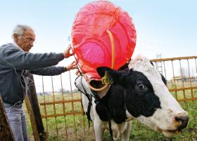 Pomiar metanu wydzielanego przez krowę – głównie pyskiem, z odwrotnej strony zaledwie 5 proc.