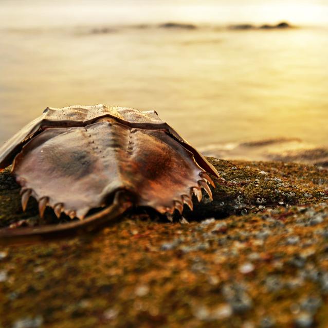 Krab podkowiasty.