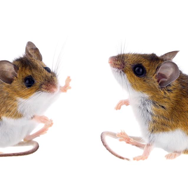 AI działa jak mysz: świetnie zna reguły współdziałania