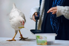 Wyszkolona kura potrafi naprawdę dużo – np. pociągnąć wózeczek.