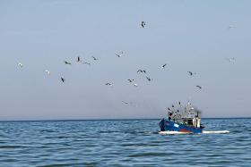U Finów przez wiele lat obowiązywał zakaz polowania na foki. Obecnie jest ona gatunkiem łownym. Ale pula do odstrzału jest niewielka.