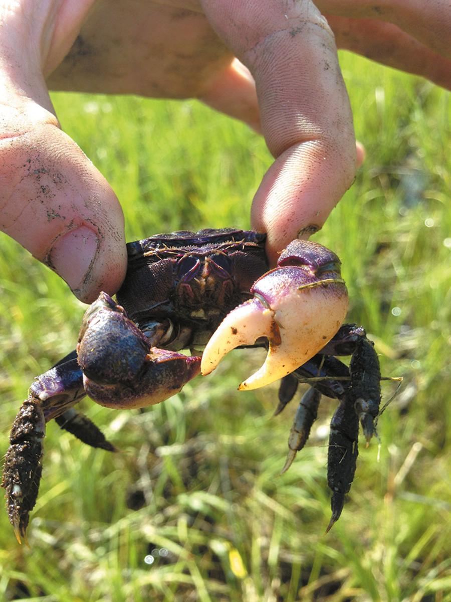 Krab Sesarma reticulatum.