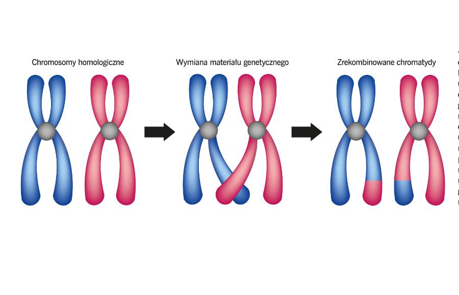 Proces rekombinacji (crossing-over) między chromosomami homologicznymi (zawierającymi podobne informacje genetyczne) polega na wymianie odcinków chromatyd (ramion chromosomu). Dzieje się to podczas gametogenezy. Potomstwo ma dzięki temu genotyp inny od rodzicielskiego.