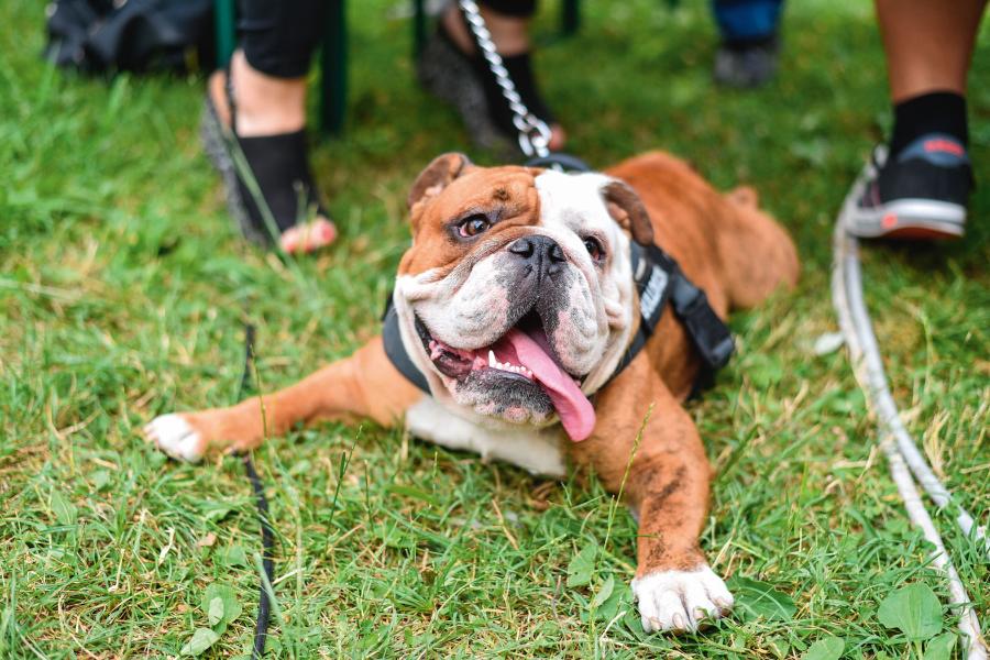 Dysplazja stawu biodrowego dotyka ok. 70% buldogów angielskich. Powoduje ból i trudności z poruszaniem się.