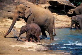 Słonie afrykańskie dzielą się na dwa gatunki. Ich linie rodowe rozdzieliły się już kilka milionów lat temu.
