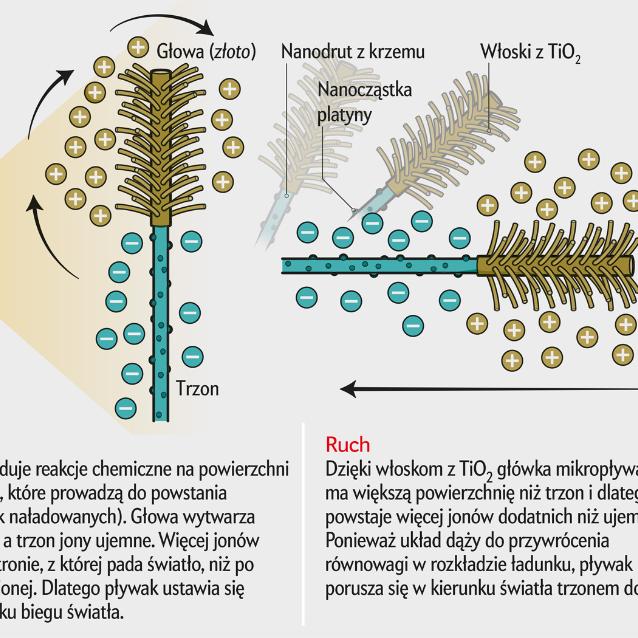 Mikroskopijne obiekty pływające sterowane światłem, mogą precyzyjnie dostarczać lekarstwa.