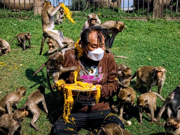 Setki makaków się zbiegło, by zajadać ze smakiem przygotowane dla nich owoce, głównie banany i ananasy.