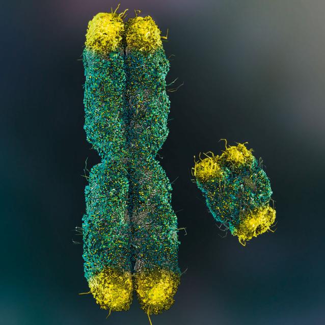 Chromosom Y (mniejszy) i chromosom X z zaznaczonymi na żółto telomerami.