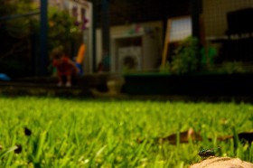 Przydomowy trawnik, niedawno skoszony, z piłką i dziecięcymi zabawkami. Oczywiste miejsce zabaw, grila i rodzinnych fotografii. Ale dziś ustawiamy ostrość na liść na pierwszym planie.