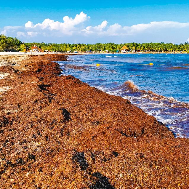Plaża na meksykańskim półwyspie Jukatan przejęta przez gronorosty.