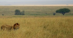 Tylko one nie muszą myśleć o granicach w Afryce.