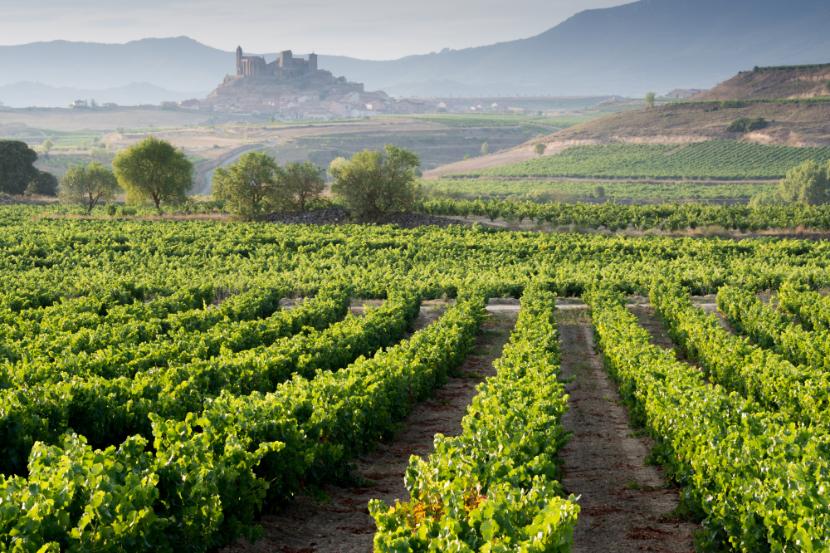 Winorośle w La Rioja