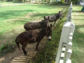 Osły są ostrożne i refleksyjne. Zaprzyjaźniają się, a przyjaciół poznają z daleka: czy to człowiek czy inne zwierzę.
