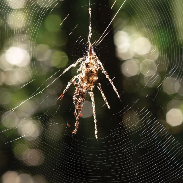 Dekoracje sieci mają imitować większego pająka.