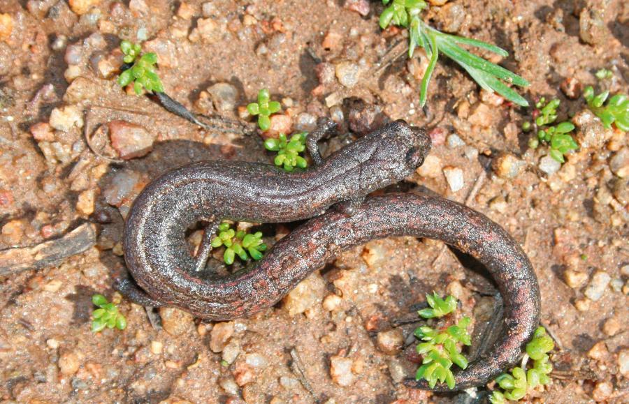 Salamandry Batrachoseps major zamieszkują suche obszary Ameryki. Jaja składają w wilgotnych norach.