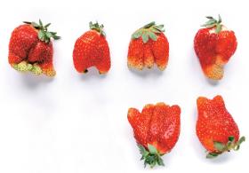 Dwie trzecie Polaków najbardziej wyczekuje truskawek. To też drugi po jabłkach najbardziej lubiany przez nich owoc.