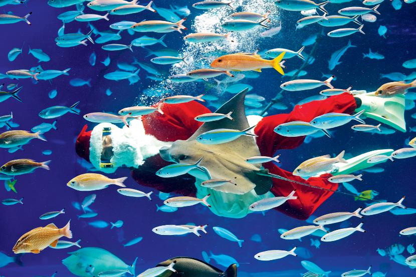Tokio, Tradycją stało się już gwiazdkowe pływanie Mikołajów pośród egzotycznych ryb w Sunshine Aquarium.