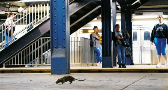 Praktycznie każde duże miasto odpiera dziś szczurzy najazd.