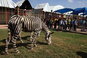 Rozrywek w zasadzie brak. Nie licząc dwóch ogrodów zoologicznych, gdzie także trzeba wykazać się kreatywnością i sporym zapasem czarnej farby. Główną atrakcją zoo są osiołki udające zebry.