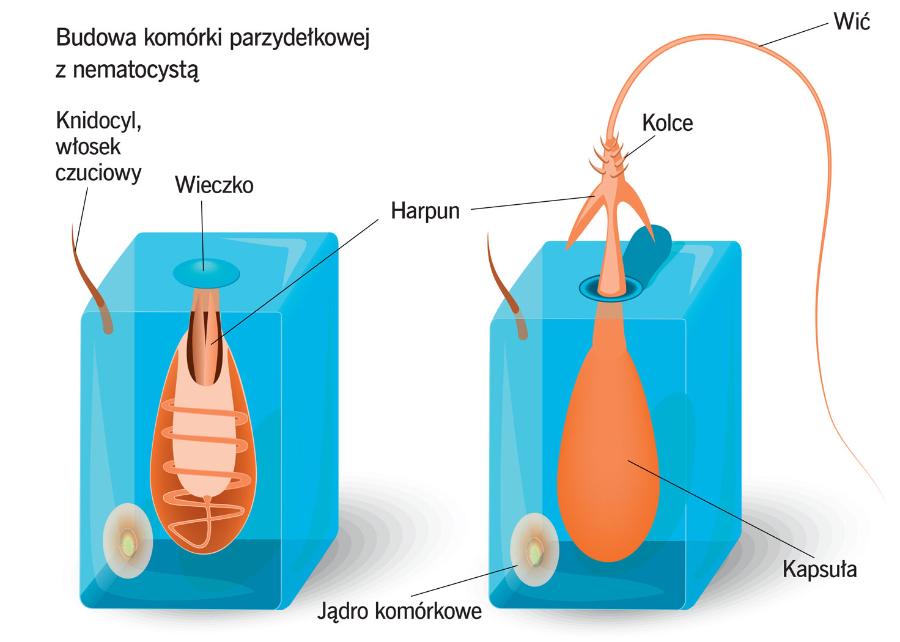 Budowa komórki parzydełkowej z nematocystą.