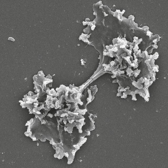 Incendiamoeba cascadensis rozmnaża się przez mitozę.