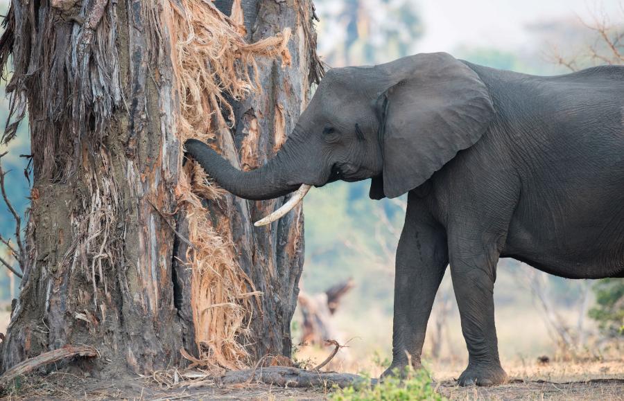 Młode słonie uczą się od starszych, że wewnątrz baobabu znajduje się woda.