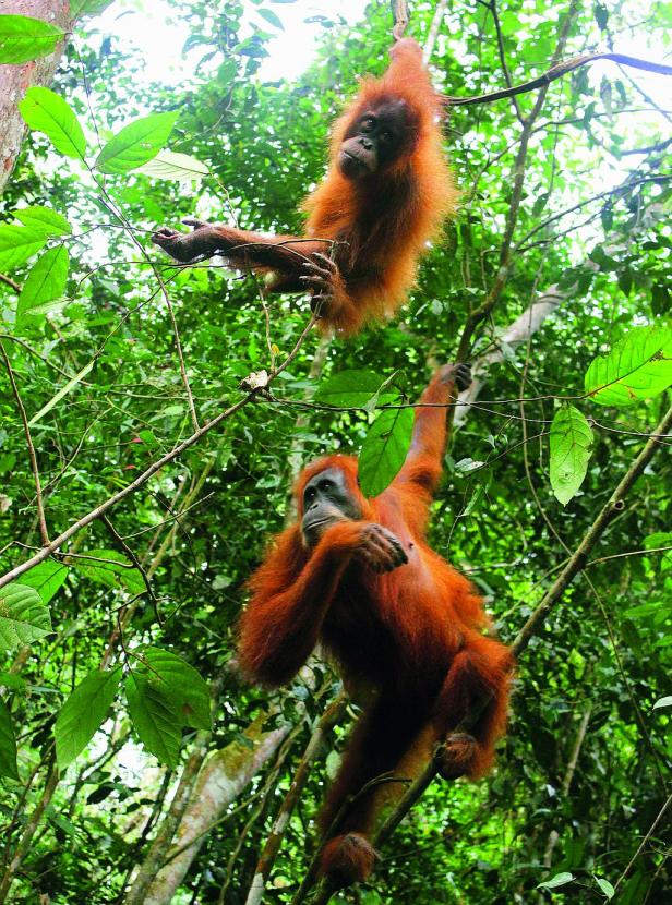 „Człowiek z lasu”, czyli orangutan, jest główną ofiarą wylesień.