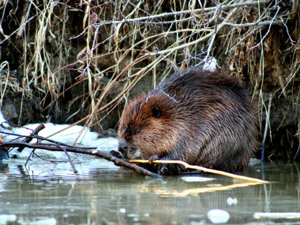 Bobry, budując tamy, tworzą naturalne zbiorniki CO2.