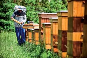 Czy z pszczelarstwa da się wyżyć? Ze sprzedaży samego miodu może być kłopot. Dlatego trzeba dywersyfikować działalność: pyłek, propolis, pierzga, mleczko, wosk, jad. Pszczoły dostarczają masę poszukiwanych produktów.