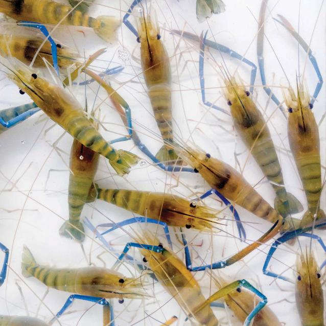 Macrobrachium rosenbergii