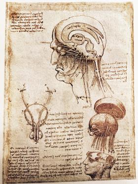 Rysunki mózgu wykonane przez Leonarda da Vinci (1452-1512).