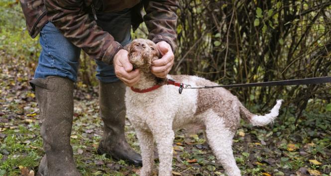 Pies rasy lagotto romagnolo