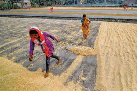 Zanim ziarna ryżu trafią do obróbki, trzeba je wysuszyć. Region Santipur w Indiach.