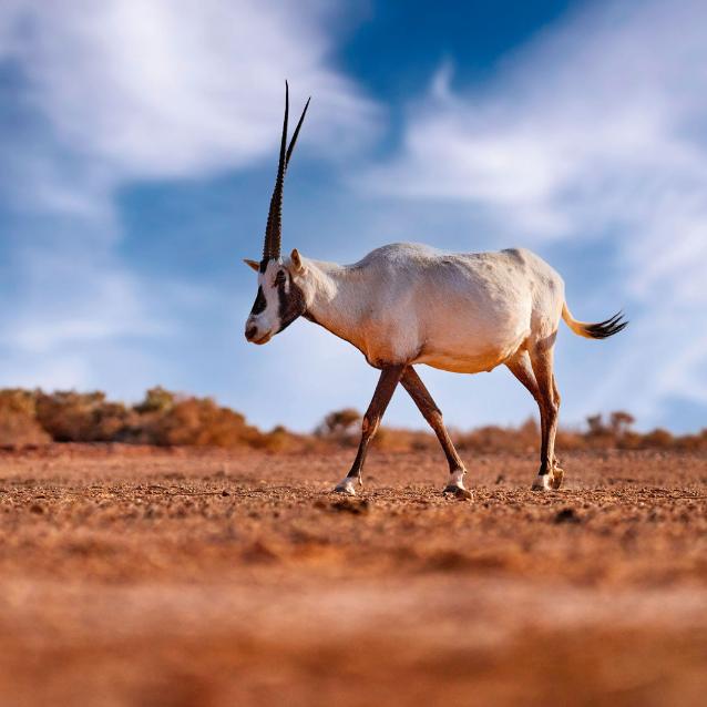 Oryks arabski w rezerwacie Asz-Szaumari w Jordanii.
