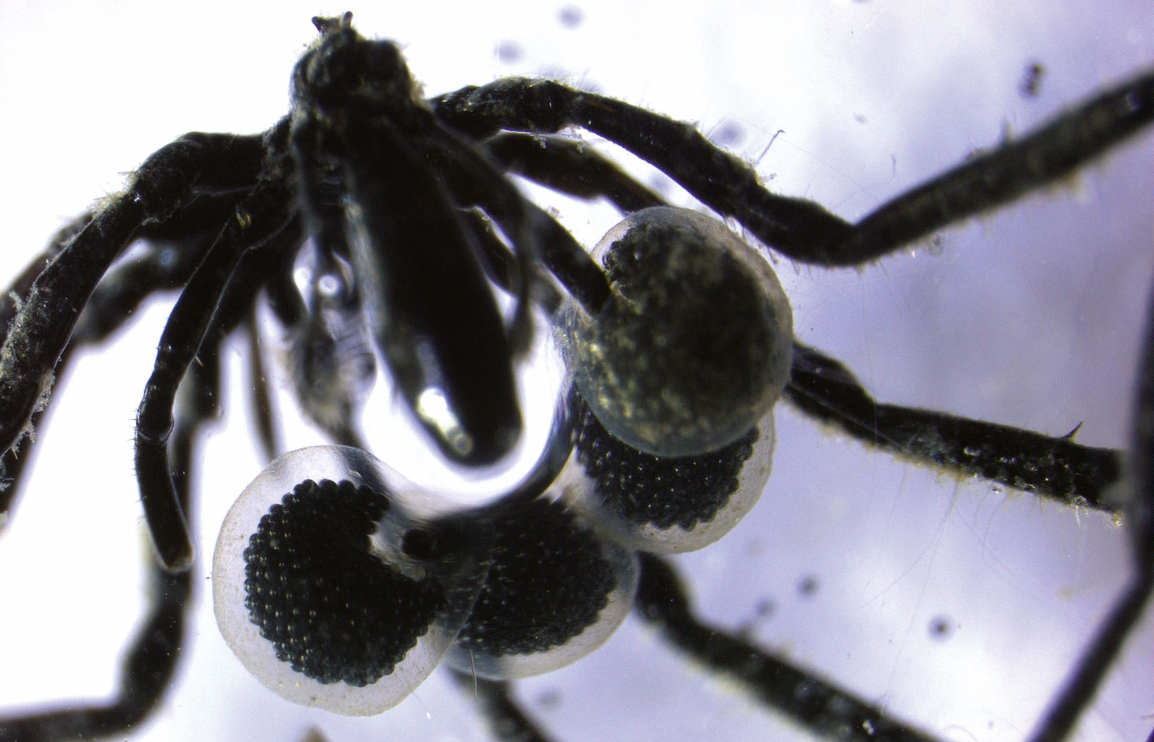 Kikutnice zasilane metanem