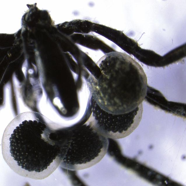 Większość kikutnic jest niewielka (1–10 mm). Posiadają półprzezroczyste ciało i żyją w głębinach Morza Śródziemnego oraz oceanów Arktycznego i Antarktycznego.