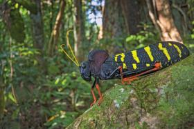 Szarańczak z lasu deszczowego Gujany. Kontrastowe ubarwienie ostrzega potencjalne drapieżniki o trujących właściwościach ciała tego owada.