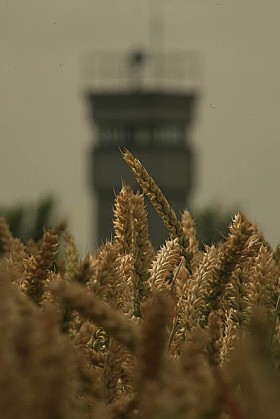 Wieża wartownicza wśród kłosów. NRD miała trójkolorową flagę z symbolami: młotem (robotników) i cyrklem (postępu technologicznego) otoczonych kłosami zboża (pracy na roli)