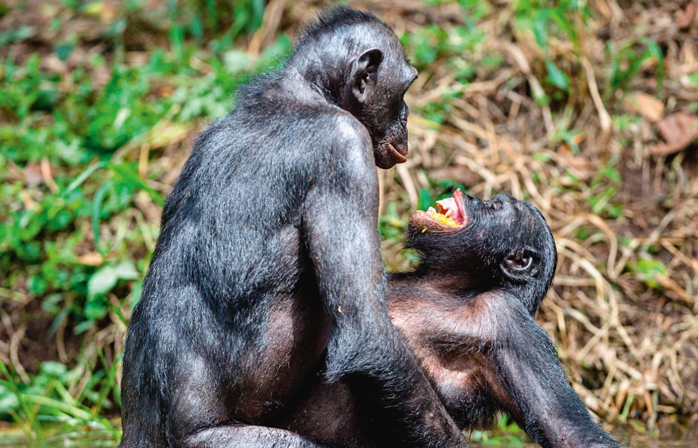 Szympanse bonobo.