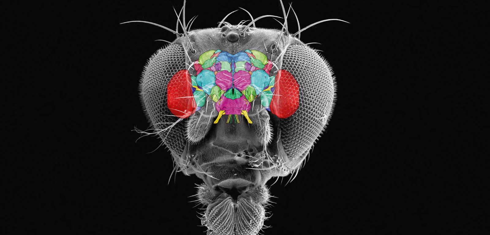Mózg owada (tu muszki owocowej) jest skomplikowany. Składa się ze skupisk neuronów.