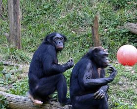 Szympanse bonobo - nasi najbliżsi kuzyni. U tych małp zachowania homoseksualne są częstsze niż heteroseksualne.