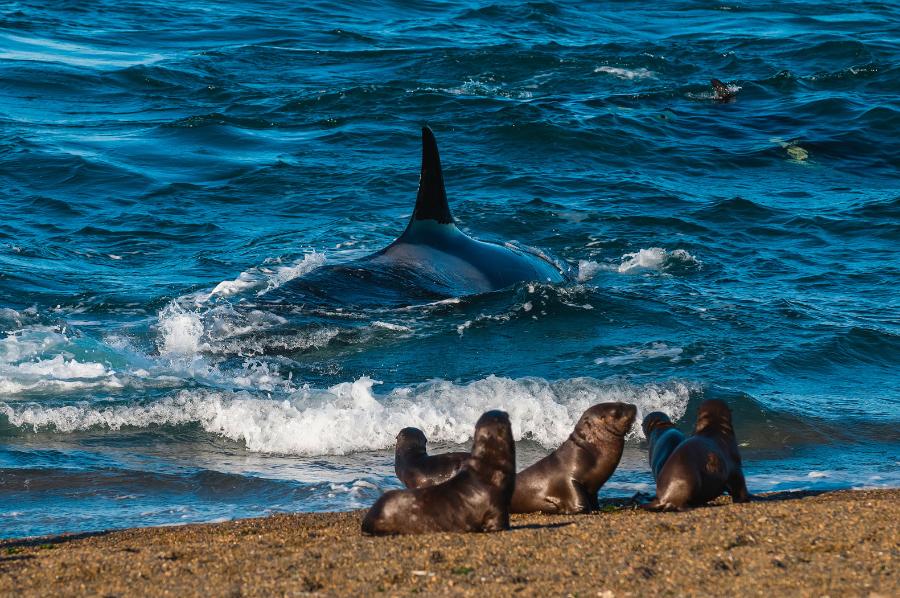 Sprytne orki ­podczas polowania sprawnie wślizgują się na plażę i chwytają ­zaskoczone uchatki. Patagonia, Argentyna.